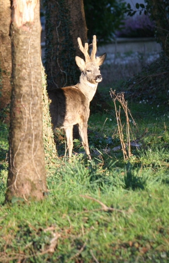 Chevreuil