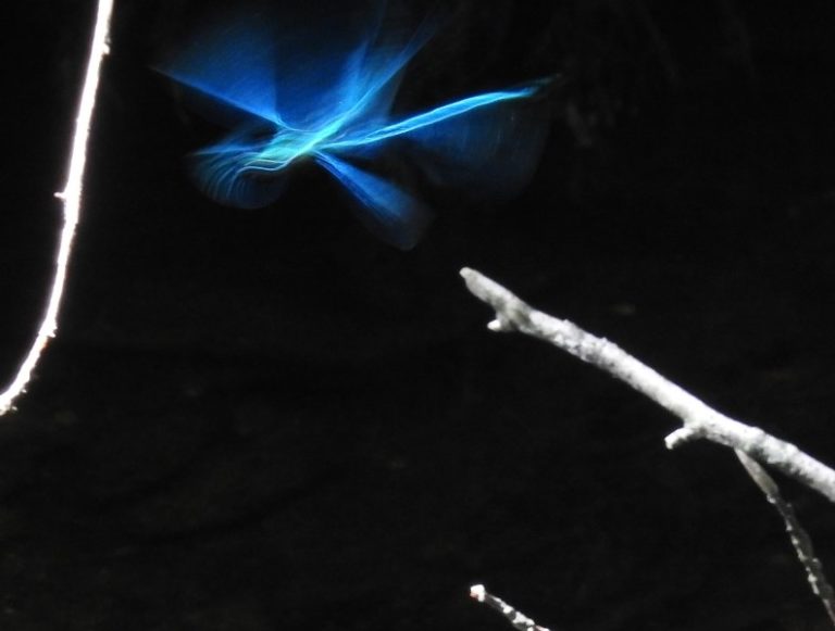 Demoiselle en vol