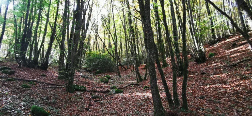Foret image illustrative