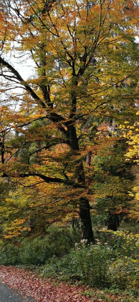 Foret image illustrative