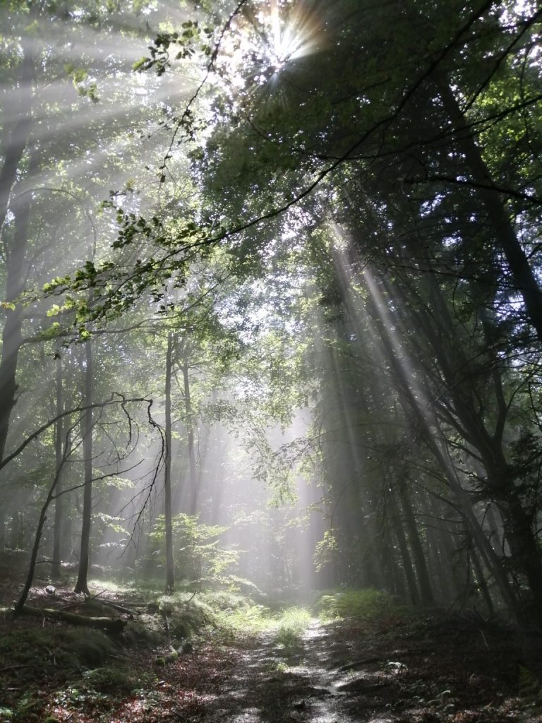 foret