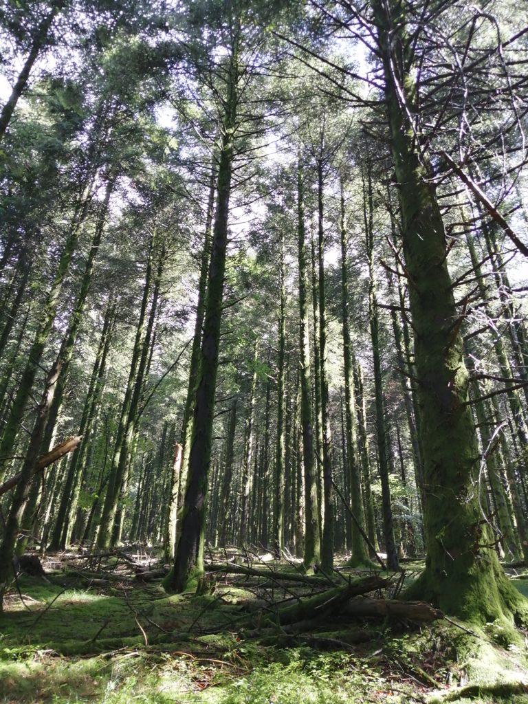 foret
