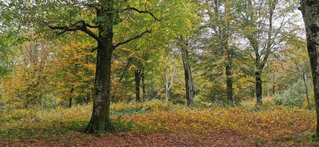 Foret image illustrative